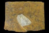 Fossil Ginkgo Leaf From North Dakota - Paleocene #136080-1